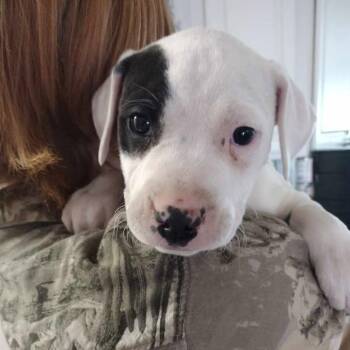 Labrador Retriever and Mixed Breed Dogs Available for Adoption - Ace 030406A | PetCurious