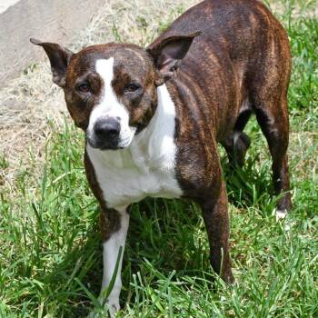 Miss Independence -  Pit Bull Terrier Dog for Adoption in Beaumont, Texas - Miss Independence | PetCurious