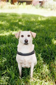 Frenchie -  Labrador Retriever Dog for Adoption in Poplarville, Mississippi - Frenchie | PetCurious