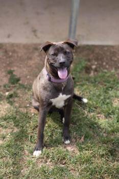 Sonny -  Plott Hound and Black Labrador Retriever Dog for Adoption - Sonny | PetCurious