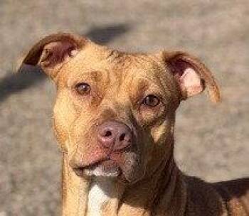 Nellie -  Boxer and Terrier Dog for Adoption in Bloomfield, Connecticut - Nellie | PetCurious