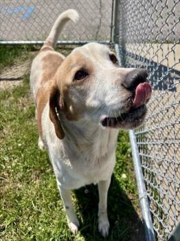 Treeing Walker Coonhound and Mixed Breed Dogs Available for Adoption in Kalamazoo, Michigan - MAYHEM | PetCurious