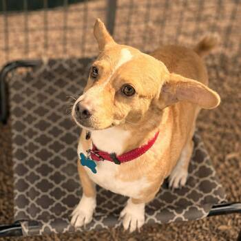 Cracker Jack -  Chihuahua and Mixed Breed Dog for Adoption in Boerne, Texas - Cracker Jack | PetCurious