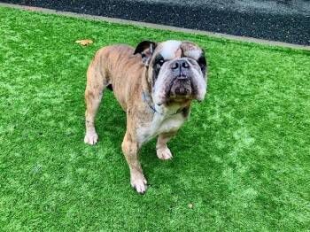 MAZI -  English Bulldog and Mixed Breed Dog for Adoption in Moreno Valley, California - MAZI | PetCurious