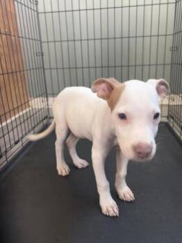 Sparky -  Pit Bull Terrier and Mixed Breed Dog for Adoption in West Memphis, Arkansas - Sparky | PetCurious