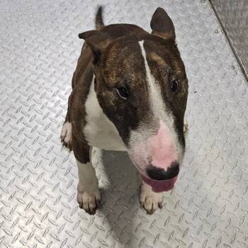 Bull Terrier Dogs Available for Adoption in Lake Jackson, Texas - Beaux | PetCurious