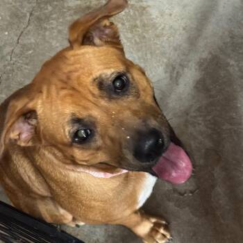 Mary Grace -  Pit Bull Terrier Dog for Adoption in Birmingham, Alabama - Mary Grace | PetCurious