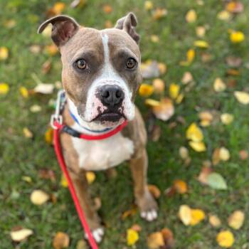 Rescue Mixed Breed Dogs for Adoption in Walker, Michigan - Romeo | PetCurious