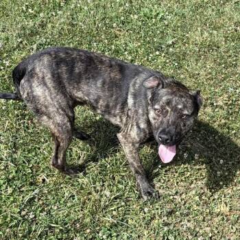 BUCKEY -  Labrador Retriever and Mixed Breed Dog for Adoption in Easton, Maryland - BUCKEY | PetCurious