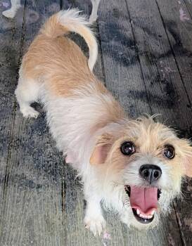 Penny -  Shih Tzu Dog for Adoption in Saint David, Arizona - Penny | PetCurious