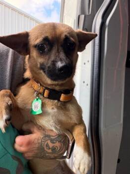 Chico -  Chihuahua Dog Available for Adoption in New York, New York - Chico | PetCurious
