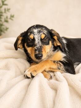 Operation (m) -  Australian Shepherd Dog for Adoption in Nashville, Tennessee - Operation (m) | PetCurious