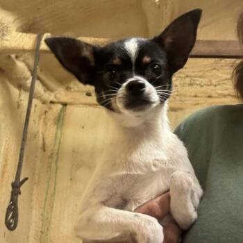 Rescue Chihuahua Dogs for Adoption in Tulsa, Oklahoma - Nacho | PetCurious