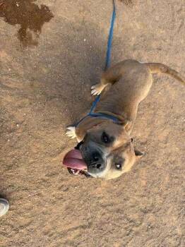 American Bulldog Dogs Available for Adoption - Benson | PetCurious