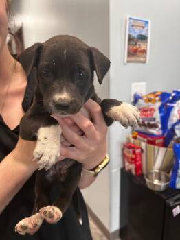 Pit Bull Terrier Dogs Available for Adoption in Gautier, Mississippi - Ester | PetCurious
