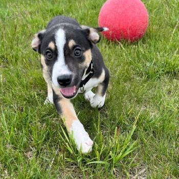 Dean -  Australian Cattle Dog Blue Heeler Dog Available for Adoption in Carroll, Iowa - Dean | PetCurious