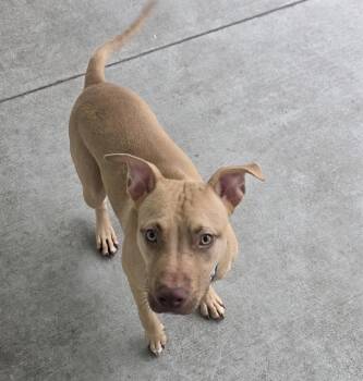 EDAMAME -  Mixed Breed Dog for Adoption in Palmetto, Florida - EDAMAME | PetCurious