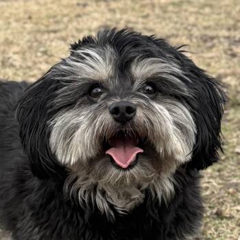 Yorkie Poo Dogs Available for Adoption - Ernie | PetCurious