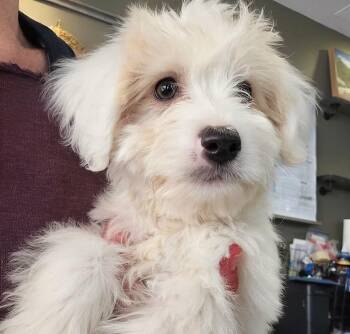 Terrier and Poodle Dogs Available for Adoption in Thousand Oaks, California - Suzuki | PetCurious