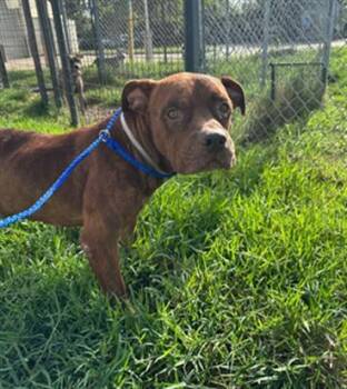 RAMSEY -  Staffordshire Bull Terrier and Mixed Breed Dog for Adoption in Houston, Texas - RAMSEY | PetCurious