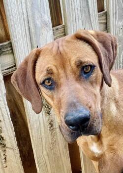 Rescue Rhodesian Ridgeback Dogs for Adoption in Paradise, Texas - Roo | PetCurious