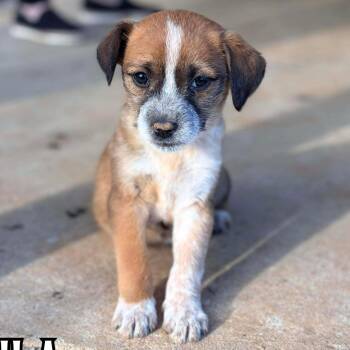 Terrier Dogs Available for Adoption - Lila | PetCurious