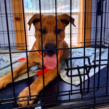 HSIM-Stray-81201 -  Mixed Breed Dog for Adoption in Redwood Valley, California - HSIM-Stray-81201 | PetCurious