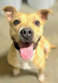 Rescue Pit Bull Terrier Dogs for Adoption in Houston, Texas - Olive | PetCurious