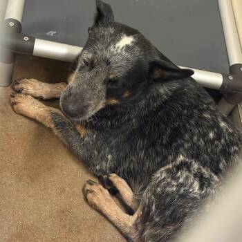 Sharky -  Australian Cattle Dog Blue Heeler Dog for Adoption in Lake Jackson, Texas - Sharky | PetCurious