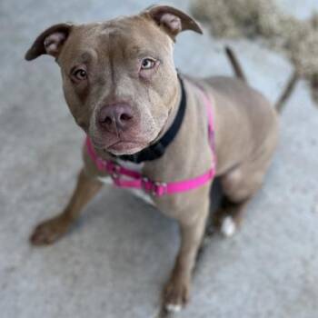 Mixed Breed Dogs Available for Adoption - Daisy | PetCurious