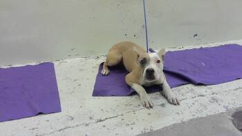 American Staffordshire Terrier and Mixed Breed Dogs Available for Adoption - FRANKLIN | PetCurious