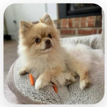 Pomeranian Dogs Available for Adoption - Duke | PetCurious