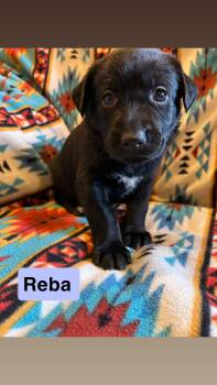 Reba -  Labrador Retriever Dog for Adoption in Duluth, Minnesota - Reba | PetCurious