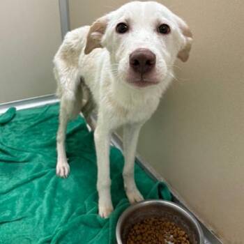 Slim Jim -  Mixed Breed Dog for Adoption in Kingman, Kansas - Slim Jim | PetCurious