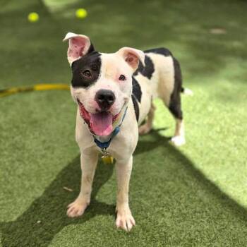 BULLSEYE -  Pit Bull Terrier Dog for Adoption in Las Vegas, Nevada - BULLSEYE | PetCurious