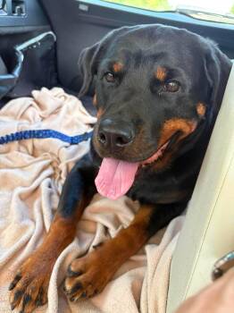 Sakura -  Rottweiler Dog for Adoption in Vienna, Ontario - Sakura | PetCurious