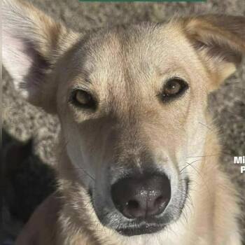 Rescue Shepherd Dogs for Adoption in Bethel, Vermont - Mei | PetCurious