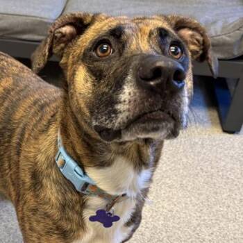Maggie -  Mixed Breed Dog for Adoption in Lansing, Michigan - Maggie | PetCurious