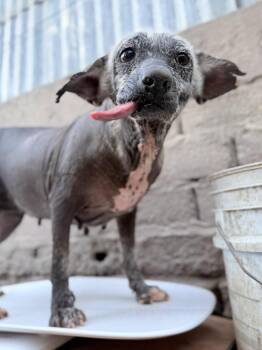 Xoloitzcuintli Mexican Hairless Dogs Available for Adoption - Viejita | PetCurious