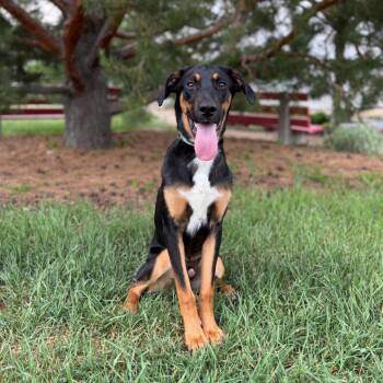 Tonie -  Doberman Pinscher and Mixed Breed Dog for Adoption in Fargo, North Dakota - Tonie | PetCurious
