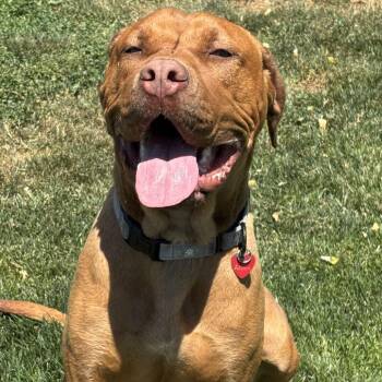 Ashanti -  Mixed Breed Dog for Adoption in Medford, Oregon - Ashanti | PetCurious