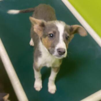 Collie and Mixed Breed Dogs Available for Adoption in Spokane, Washington - Wanda | PetCurious