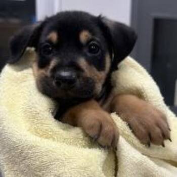 Butterbean -  Rottweiler and Mixed Breed Dog for Adoption in Tampa, Florida - Butterbean | PetCurious