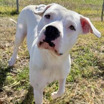 Mixed Breed Dogs Available for Adoption in Houston, Texas - Dewey | PetCurious