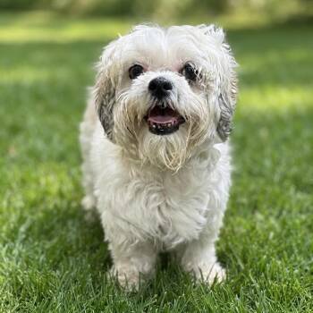 Avi -  Maltese and Shih Tzu Dog for Adoption in Las Vegas, Nevada - Avi | PetCurious