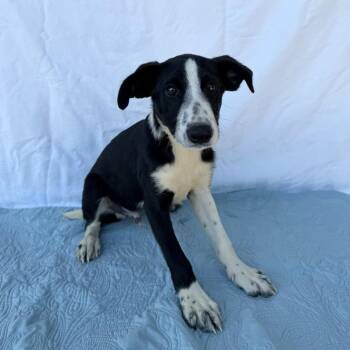 Wormtail -  Border Collie and Hound Dog for Adoption in Carencro, Louisiana - Wormtail | PetCurious