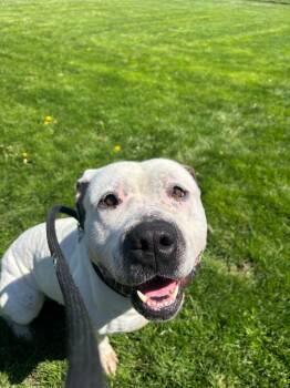 Dwayne -  Pit Bull Terrier Dog for Adoption in Findlay, Ohio - Dwayne | PetCurious