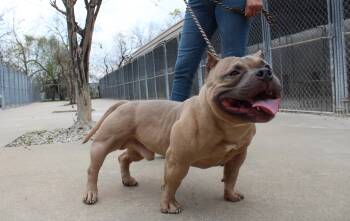 American Bully Dogs Available for Adoption - Dos | PetCurious