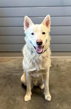Husky and German Shepherd Dog Dogs Available for Adoption in Brunswick, Georgia - MARCUS | PetCurious