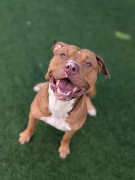 Donnie --Courtesy Post. Out of town pet. See below for details-- -  Pit Bull Terrier Dog for Adoption in Eagle, Idaho - Donnie --Courtesy Post. Out Of Town Pet. See Below For Details-- | PetCurious